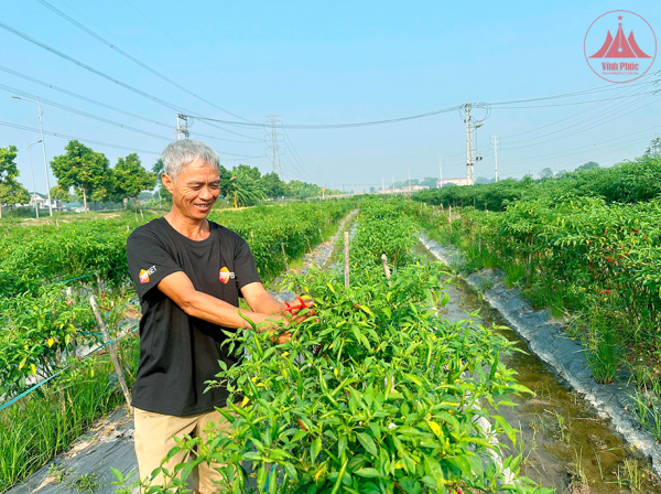 Đổi mới tư duy sản xuất vụ Đông