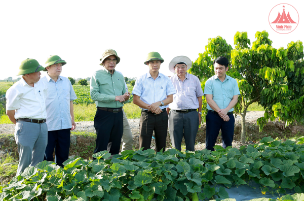 Kiểm tra tình hình sản xuất vụ Đông tại Vĩnh Phúc