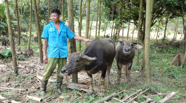 Những con trâu hy vọng