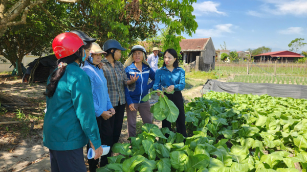  Quảng Ninh đảm bảo thắng lợi cho 8.000ha cây trồng vụ đông