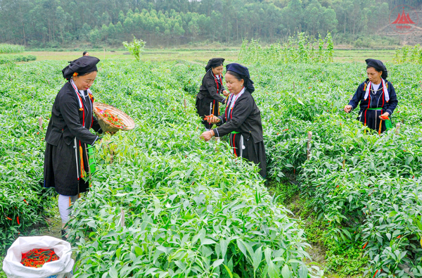 Khởi sắc vùng đồng bào dân tộc thiểu số