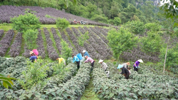 Nữ kỹ sư giúp người dân thoát nghèo nhờ cây tía tô bản địa