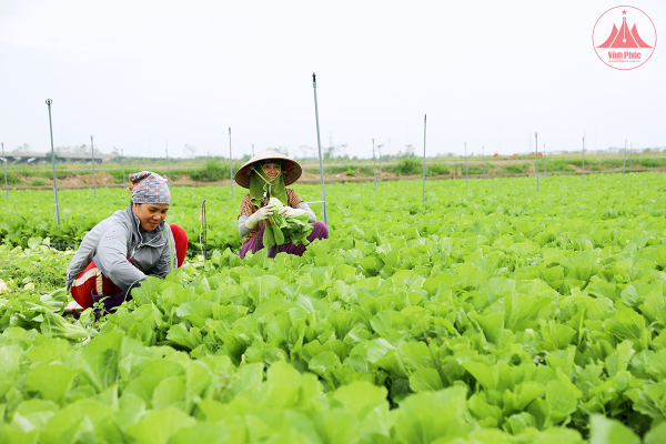 Những nông dân đưa cây trồng mới vào sản xuất