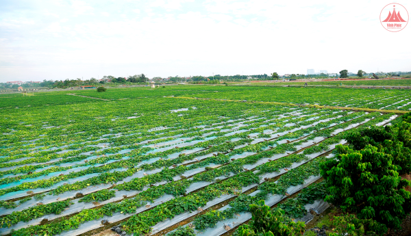  Dưa gang trên đất Hợp Thịnh