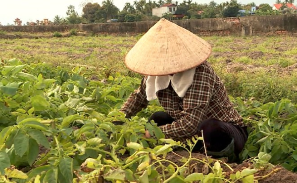 Cứu cánh cho vụ mùa thất bát