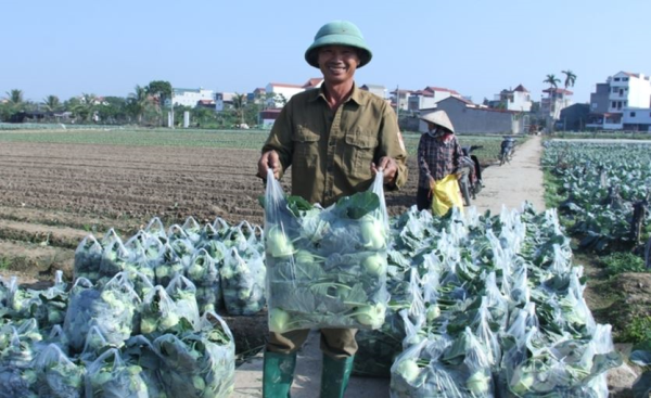 Vụ đông gánh vụ mùa