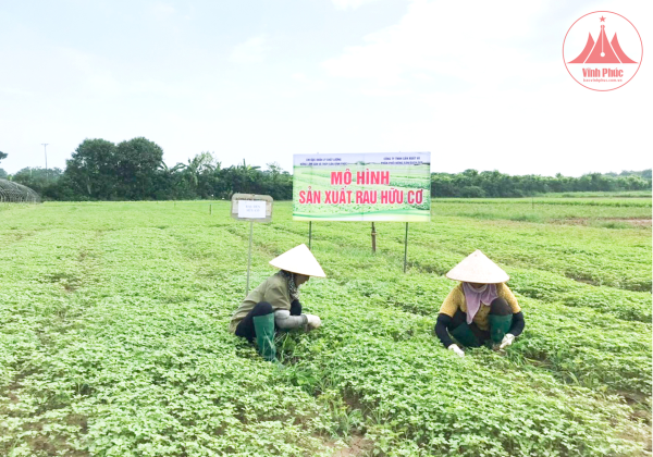 Huyện Yên Lạc: Giá trị sản xuất trên 1ha đất canh tác đạt 162 triệu đồng/năm