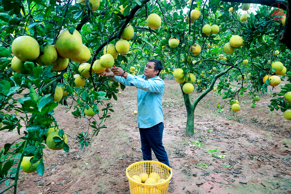 Ngành Nông nghiệp với những kỳ vọng mới