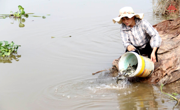  Tái tạo nguồn lợi thủy sản từ việc thả cá giống phóng sinh dịp Tết Nguyên đán