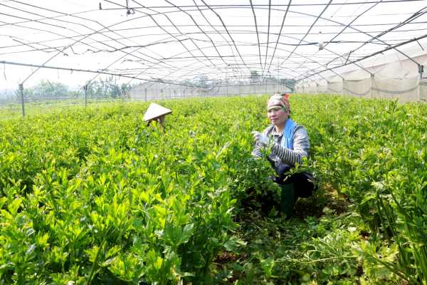 Nông thôn mới trên vùng đất cổ