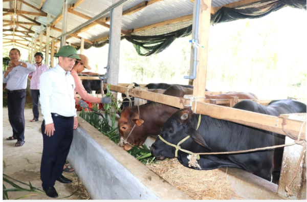 Đàn vật nuôi Bình Định tăng đều trong quý I