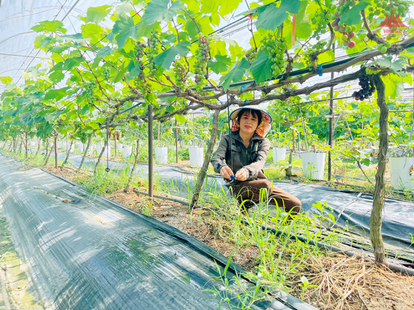 Đa dạng mô hình phát triển kinh tế ở Yên Bình
