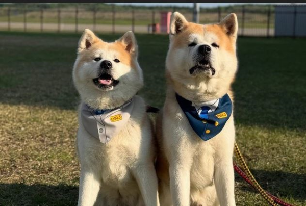 Ngộ nghĩnh chó Akita trở thành giám đốc sân bay ở Nhật Bản