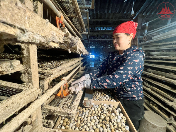Giá trứng gia cầm liên tiếp giảm sâu, người chăn nuôi “gồng” mình chịu lỗ