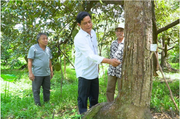 Thiết lập "hàng rào xanh" xuất khẩu sầu riêng: Hoàn thiện hệ thống giám sát