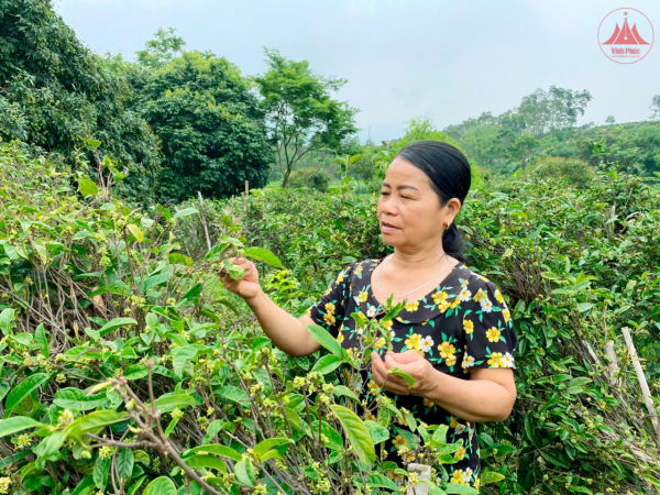 Phát triển vùng trồng cây đặc sản theo hướng hàng hóa ở Bồ Lý