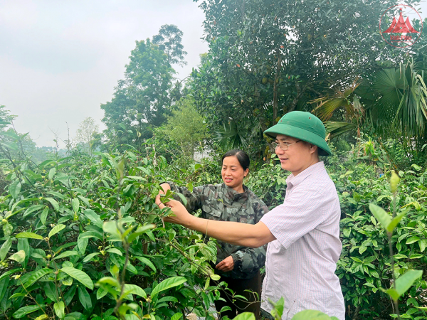 Cây ba kích tím trên đồng đất Thái Hòa