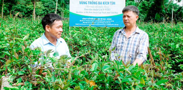 Trồng cây dược liệu dưới tán rừng cho thu lãi từ 200 - 500 triệu đồng/ha