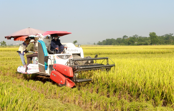 Tỷ lệ giống lúa chất lượng, chất lượng cao đạt hơn 77% tổng diện tích gieo cấy