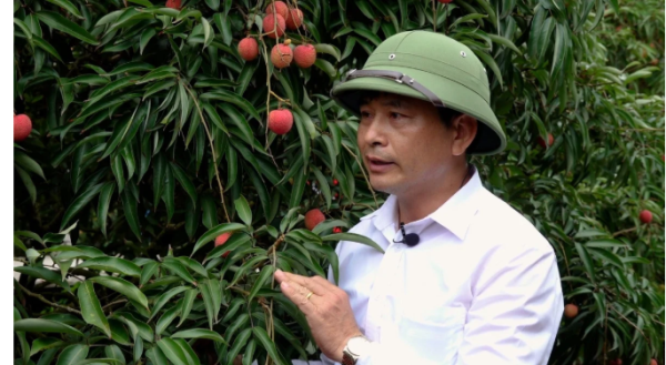 Thông quan mở lối, vải thiều thêm đường đi xa