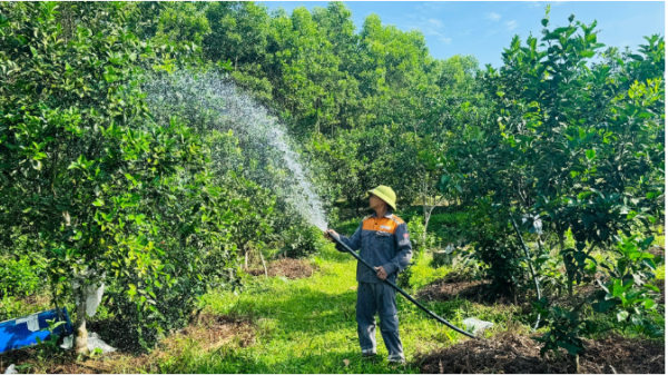 Nông dân tìm cách "giải nhiệt" cho cây ăn quả