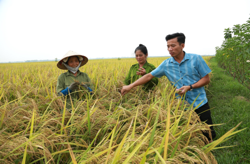 Sản xuất lúa gạo theo hướng hàng hóa ở Đồng Ích