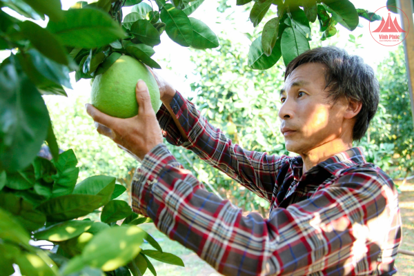 Nâng tầm thương hiệu bưởi Vĩnh Tường