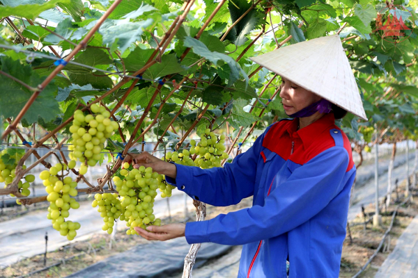 Cung ứng hơn 100 nghìn cây giống ăn quả, hoa, cây cảnh cho người dân