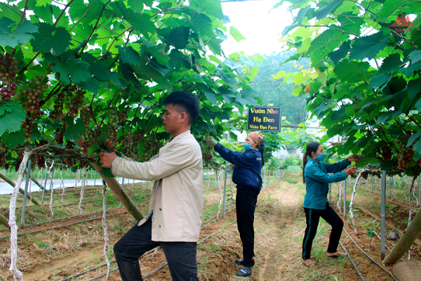 Nông dân Sông Lô tiên phong đổi mới, sáng tạo