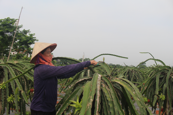 Tỷ lệ hộ nghèo huyện Yên Lạc giảm còn 0,55%