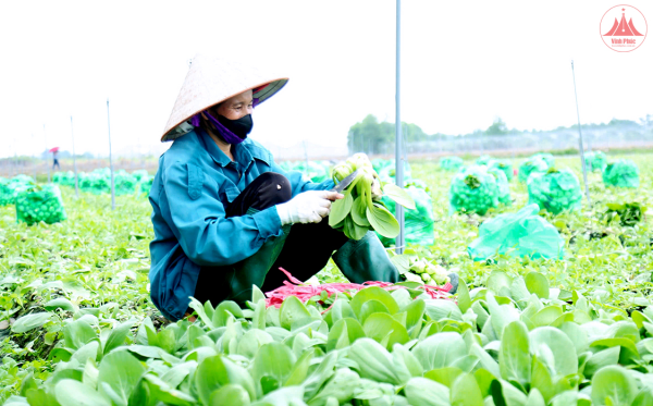 Hỗ trợ gần 7.000 ha sản xuất rau, quả hàng hóa an toàn theo hướng VietGAP