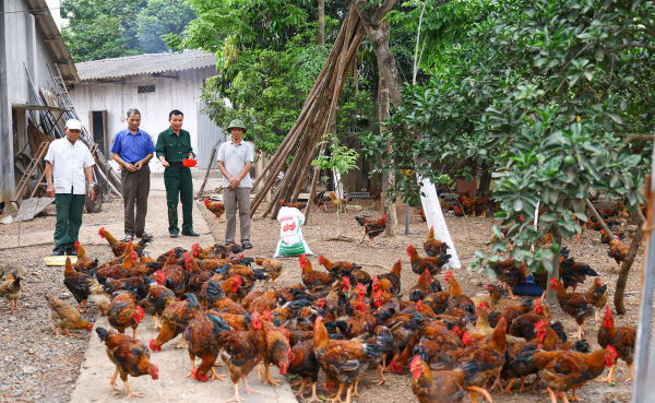 Cựu chiến binh Bằng Văn Trung làm giàu nhờ nuôi gà thả vườn