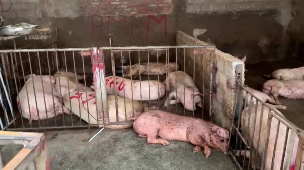 Thu giữ 31 con lợn, 2.700 kg sản phẩm động vật không đảm bảo vệ sinh thú y và an toàn thực phẩm