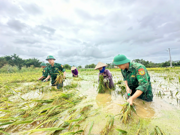 Trung tâm Huấn luyện bộ đội biên phòng giúp dân thu hoạch lúa