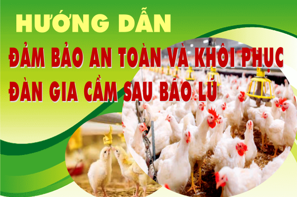 Hướng dẫn đảm bảo an toàn và khôi phục đàn gia cầm sau bão lũ