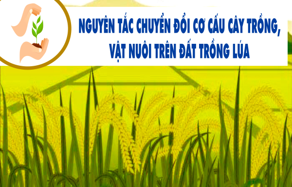 Nguyên tắc chuyển đổi cơ cấu cây trồng, vật nuôi trên đất trồng lúa