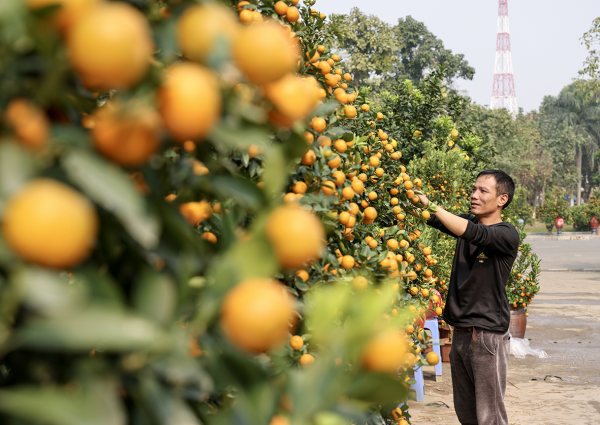 Cây cảnh trưng Tết tấp nập xuống phố