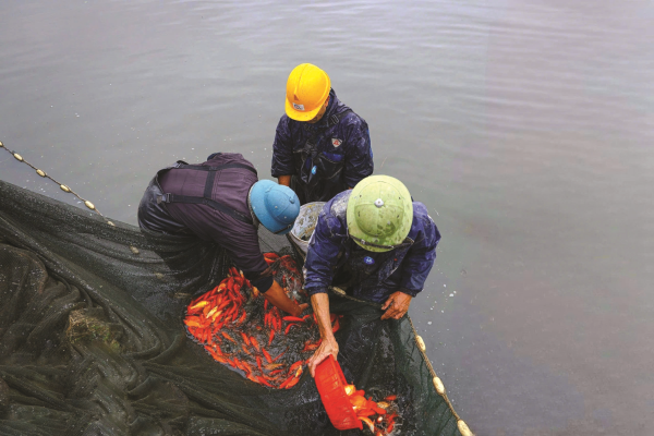 Về làng nghề nuôi “ngựa ông Táo”