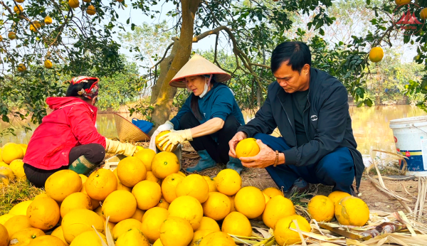 Gần 6 tấn bưởi Vĩnh Tường xuất khẩu sang thị trường châu Âu