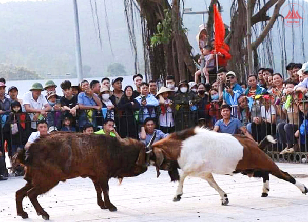 Đặc sắc chọi Dê Quang Yên