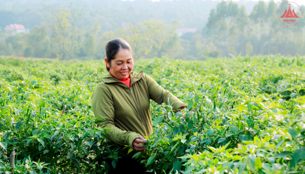 Chuyển đổi cơ cấu cây trồng theo hướng sản xuất hàng hóa