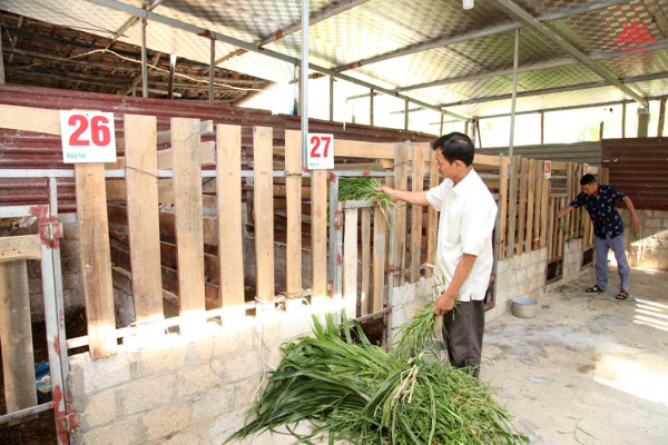 Triển vọng nghề nuôi hươu lấy nhung ở Lập Thạch