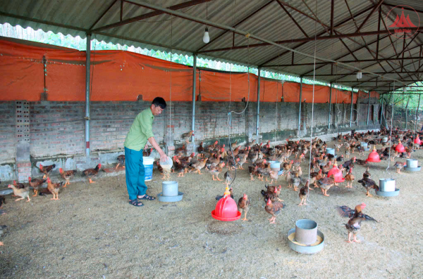 Dấu ấn phong trào “Cựu chiến binh gương mẫu”