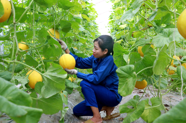 Nâng cao thu nhập cho người dân từ xây dựng nông thôn mới