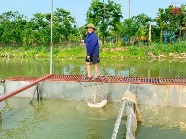 Thành công với mô hình “cá sông trong ao”