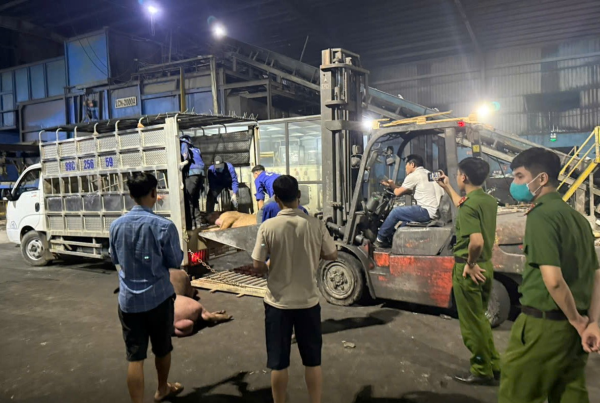 Bắt giữ, xử lý hơn 1.000kg thịt lợn không đảm bảo vệ sinh an toàn thực phẩm