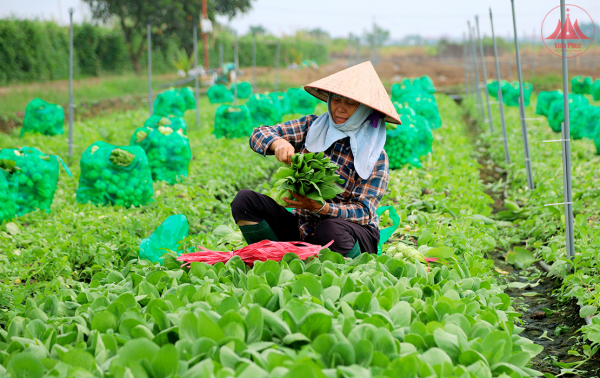 Đảm bảo sản xuất, tiêu thụ, xuất khẩu nông lâm thủy sản trong bối cảnh biến động thương mại toàn cầu