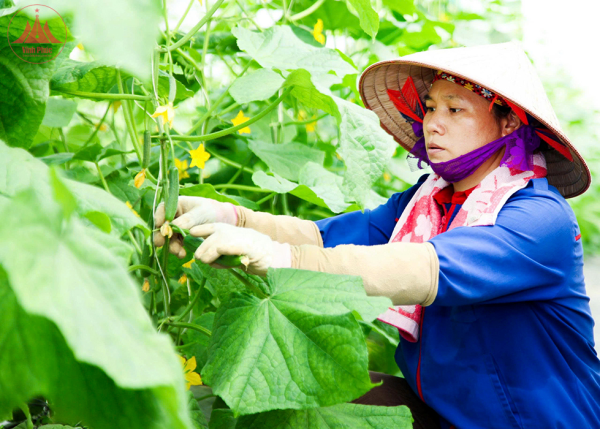 Phát triển kinh tế tư nhân trong lĩnh vực nông nghiệp