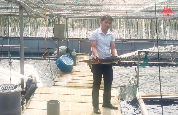Nuôi cá Tầm cho hiệu quả kinh tế cao