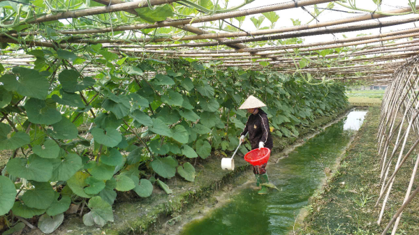 Bảo vệ cây trồng, vật nuôi trong mùa nắng, nóng
